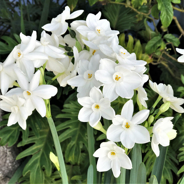 Narcissus Nir Paperwhite Bulbs 17+cm – Fragrant White Indoor Forcing Flowers (10 or 20 count)
