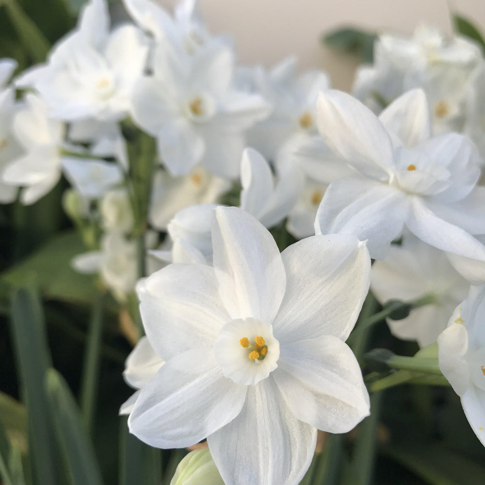 17+ cm Narcissus Ziva Paperwhite Bulbs – Fragrant White Flowers for Indoor Forcing (10 and 20 count)