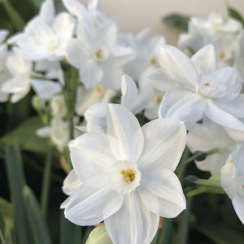 17+ cm Narcissus Ziva Paperwhite Bulbs – Fragrant White Flowers for Indoor Forcing (10 and 20 count)