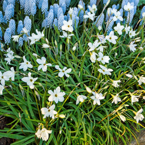 Starflower Alberto Castillo Bulbs – Fragrant White Spring Flowers
