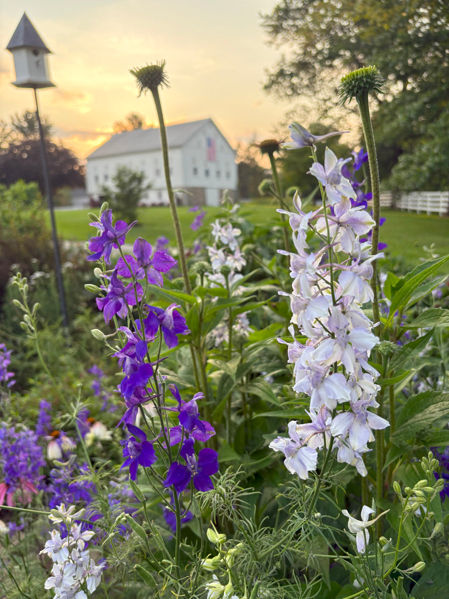 Larkspur in front of barn in a cottage garden with white birdfeeder
