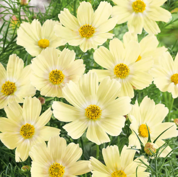 Lemonade cosmos flowers