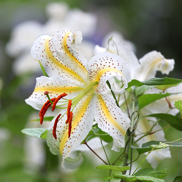 Oriental Lily Gold Band Bulbs – Fragrant White & Golden Yellow Lilies with Giant 10-Inch Blooms