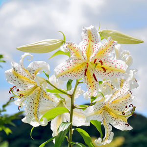 Oriental Lily Gold Band Bulbs – Fragrant White & Golden Yellow Lilies with Giant 10-Inch Blooms
