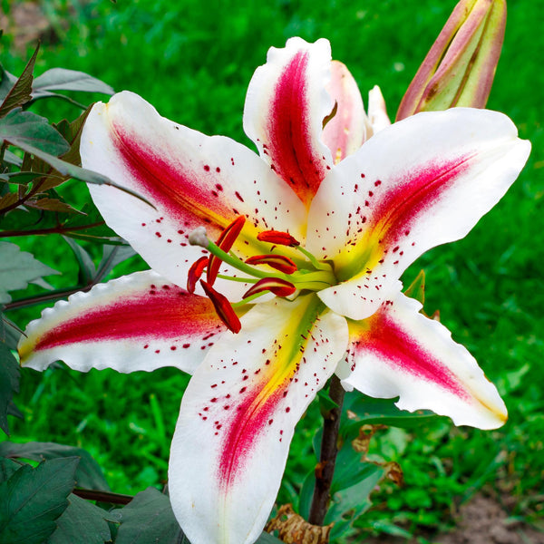 Playtime Oriental Lily Bulbs – Fragrant White, Yellow & Pink Lilies