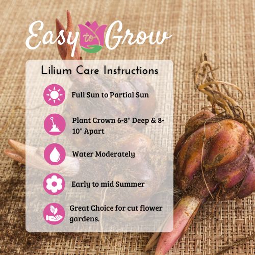 Oriental Roselily Mix Bulbs – Double Pink & White Pollen-Free Lilies
