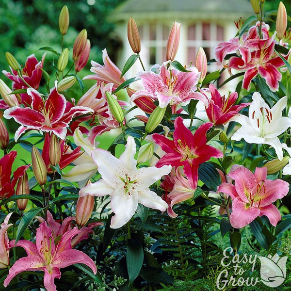 Fragrant Oriental Lily Bulbs