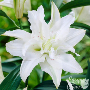 Oriental Lily Polar Star Bulbs – Double White Fragrant Lilies