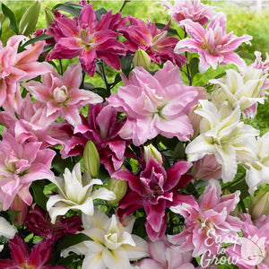 Oriental Roselily Mix Bulbs – Double Pink & White Pollen-Free Lilies