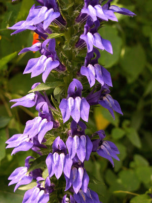 Great Blue Lobelia Seeds