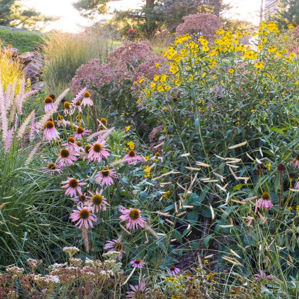 native meadow