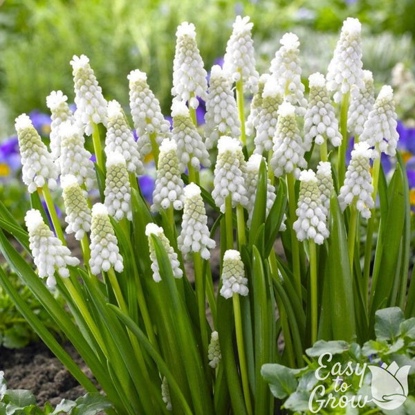 Siberian Tiger Grape Hyacinth Bulbs | White Muscari