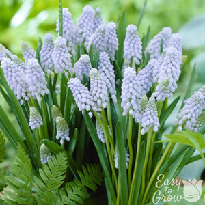 Valerie Finnis Grape Hyacinth Bulbs