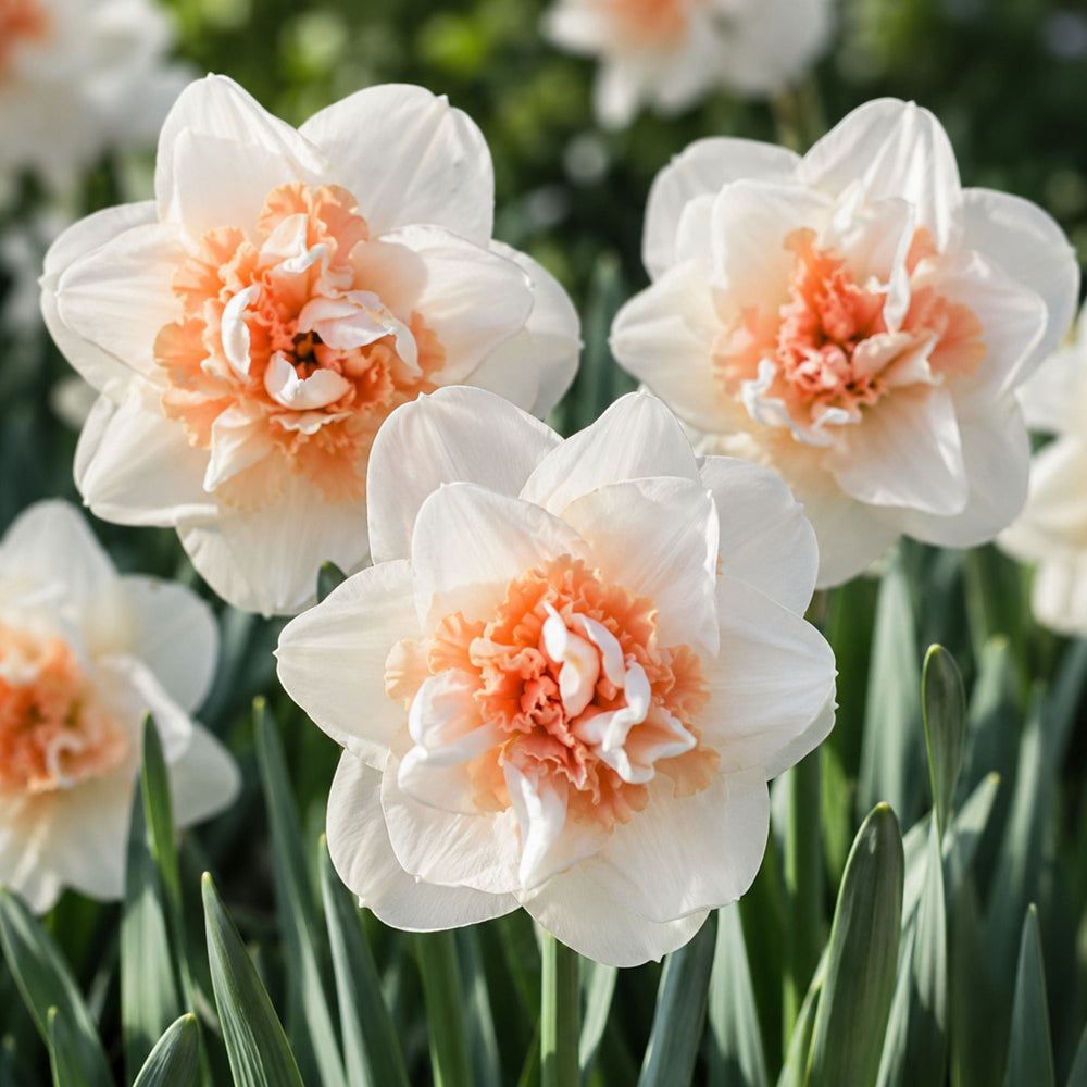 Narcissus My Story Double Daffodil Bulbs – White & Peach-Pink