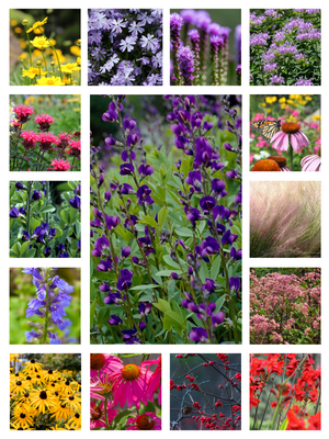Collage of various flowers including purple, pink, yellow, and red in a native garden.