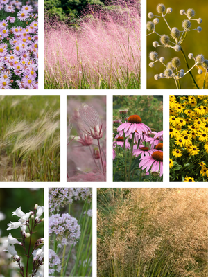 Native plants you can plant along strip between sidewalk and street