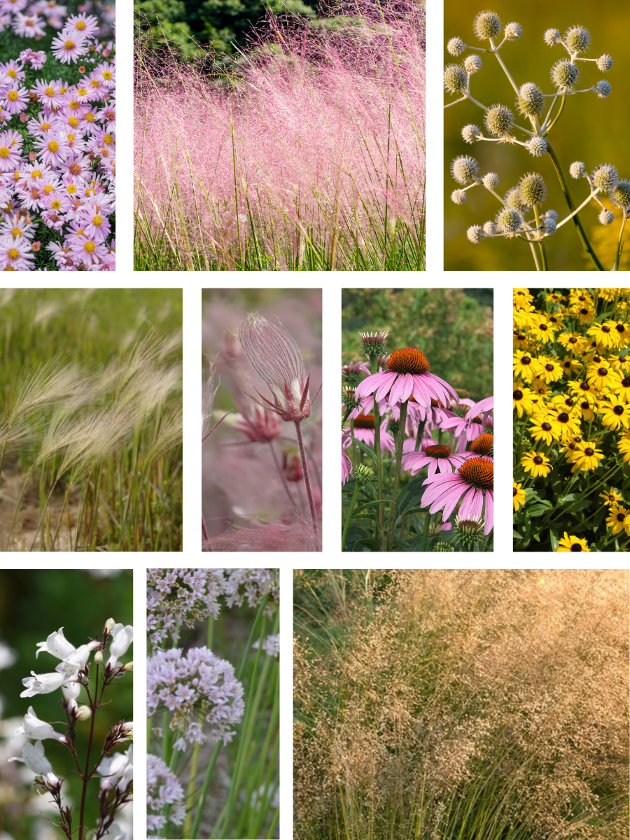 Native plants you can plant along strip between sidewalk and street