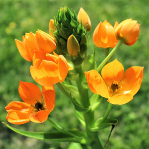 Ornithogalum Summer Mix Bulbs – Orange & Yellow Star of Bethlehem Flowers