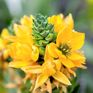 Ornithogalum Summer Mix Bulbs – Orange & Yellow Star of Bethlehem Flowers