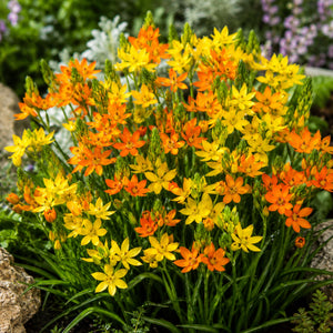 Ornithogalum Summer Mix Bulbs – Orange & Yellow Star of Bethlehem Flowers