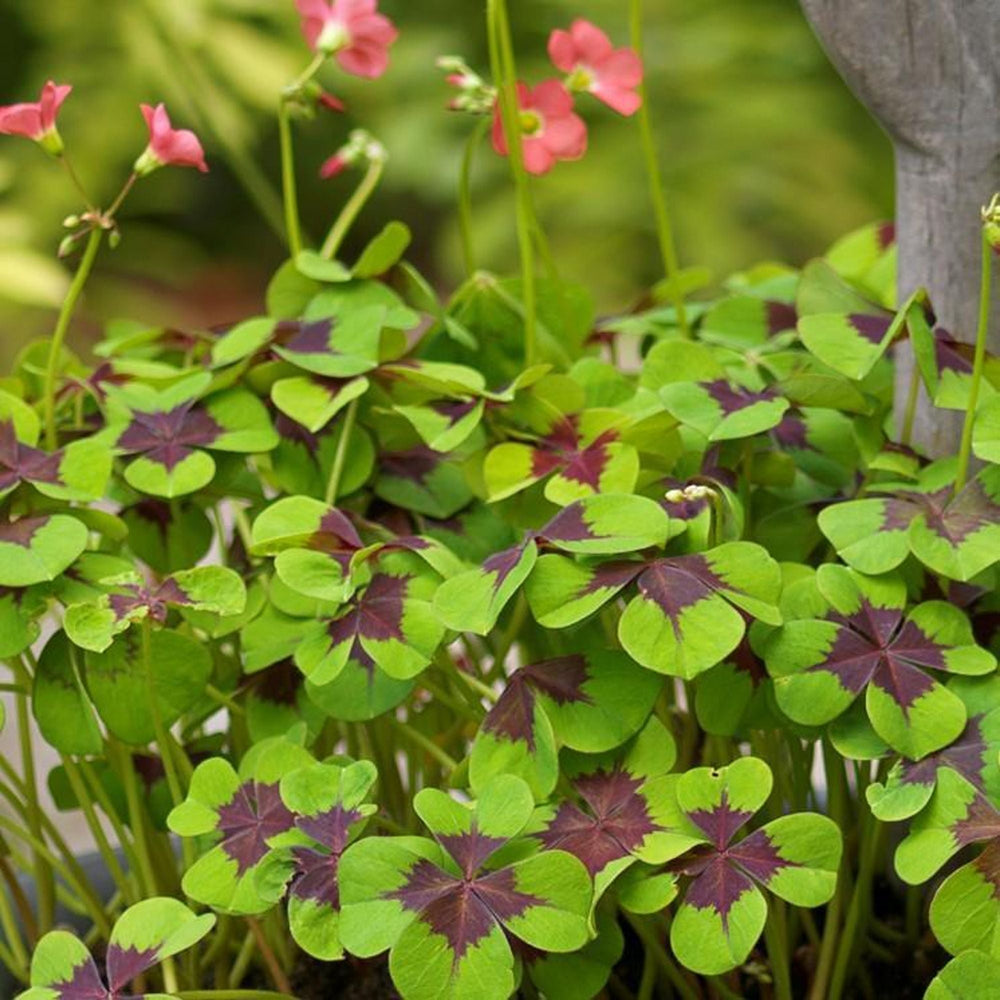 Oxalis Iron Cross Bulbs – Good Luck Plant with Purple & Green Leaves