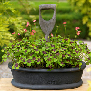 Oxalis Double Luck Shamrock Collection – Purple & Green Shamrock Bulbs