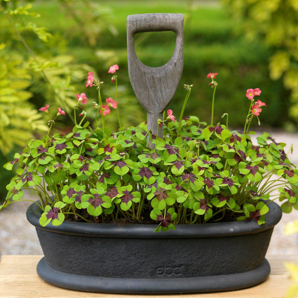 Oxalis Double Luck Shamrock Collection – Purple & Green Shamrock Bulbs