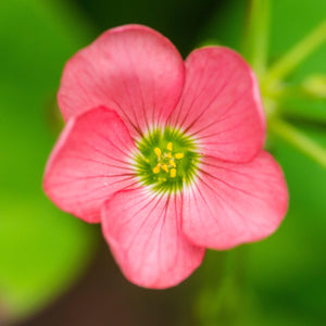 Oxalis Iron Cross Bulbs – Good Luck Plant with Purple & Green Leaves
