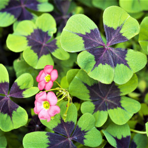 Oxalis Double Luck Shamrock Collection – Purple & Green Shamrock Bulbs