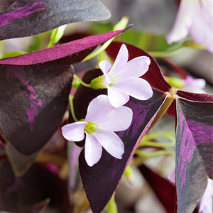 Oxalis Triangularis Purple Shamrock Bulbs – Deep Purple Foliage & Pink Flowers