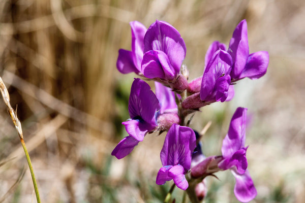 Purple Locoweed Seeds