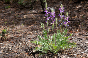 Purple Locoweed Seeds