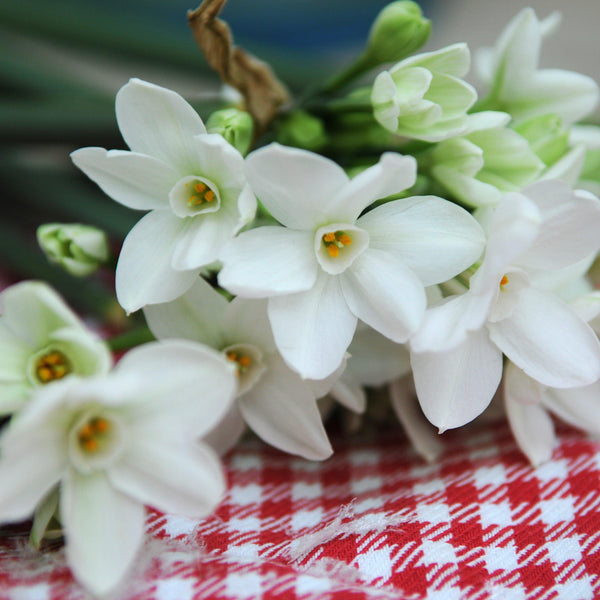 Narcissus Nir Paperwhite Bulbs 17+cm – Fragrant White Indoor Forcing Flowers (10 or 20 count)