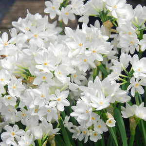 17+ cm Narcissus Ziva Paperwhite Bulbs – Fragrant White Flowers for Indoor Forcing (10 and 20 count)