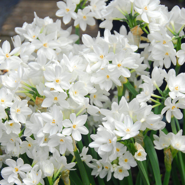 17+ cm Narcissus Ziva Paperwhite Bulbs – Fragrant White Flowers for Indoor Forcing (10 and 20 count)