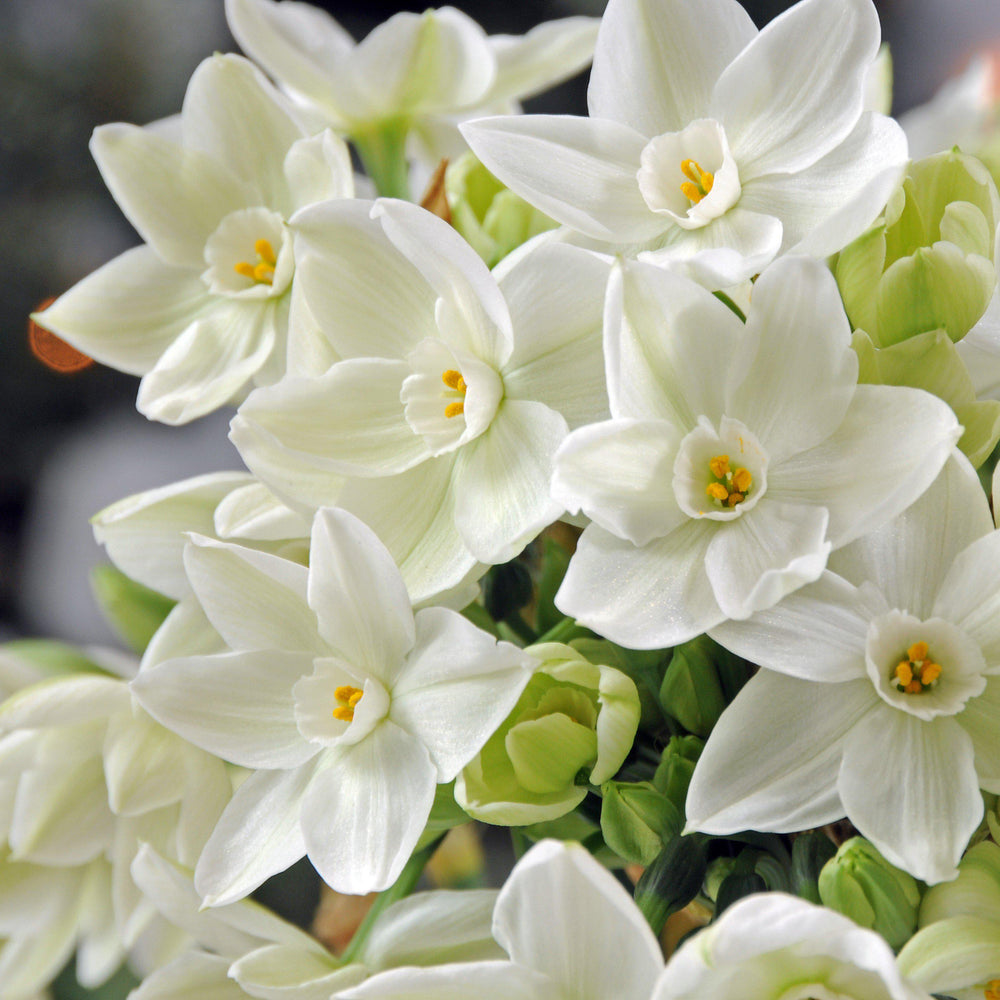 17+ cm Narcissus Ziva Paperwhite Bulbs – Fragrant White Flowers for Indoor Forcing (10 and 20 count)