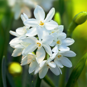 17+ cm Narcissus Ziva Paperwhite Bulbs – Fragrant White Flowers for Indoor Forcing (10 and 20 count)