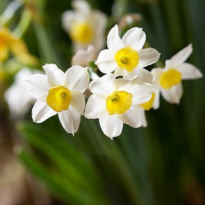 17+cm Narcissus Wintersun Paperwhite Bulbs – Fragrant Yellow & White Flowers (10 or 20 count)