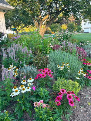 Coneflower, lavender, agastache, and anemone in a fall cottage garden