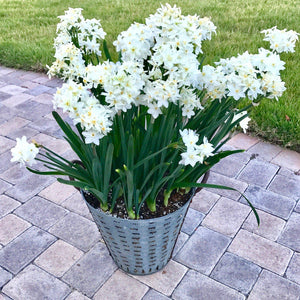 17+ cm Narcissus Ziva Paperwhite Bulbs – Fragrant White Flowers for Indoor Forcing (10 and 20 count)