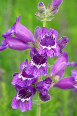 Native Mix Penstemon Seeds