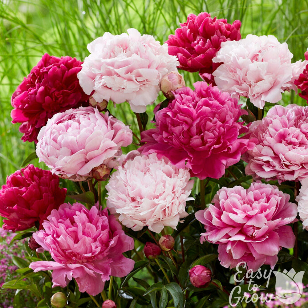 Paeonia Peony Double Flowering Mix – Fragrant Double Peony Roots