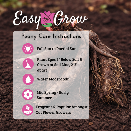 Paeonia Peony Double Flowering Mix – Fragrant Double Peony Roots