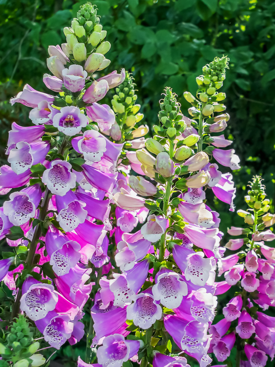 Pink foxglove