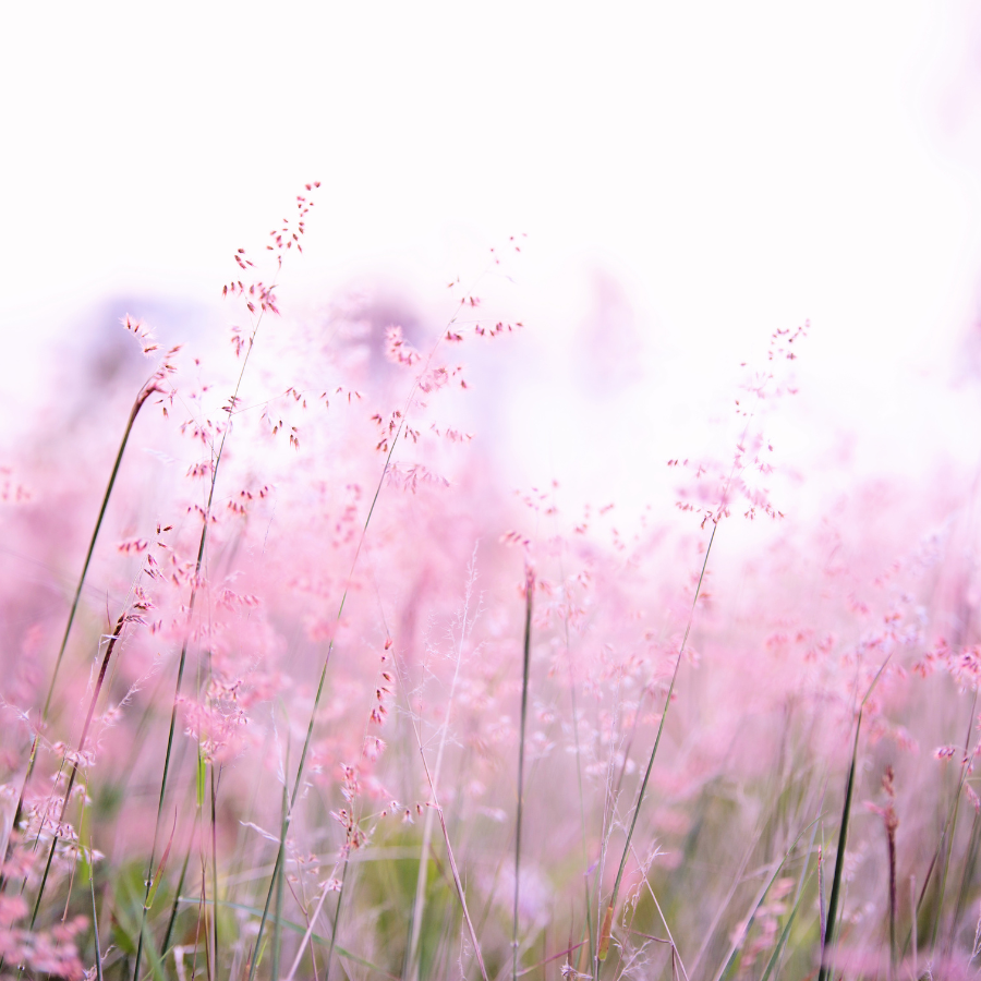 Pink muhly grass in meadow