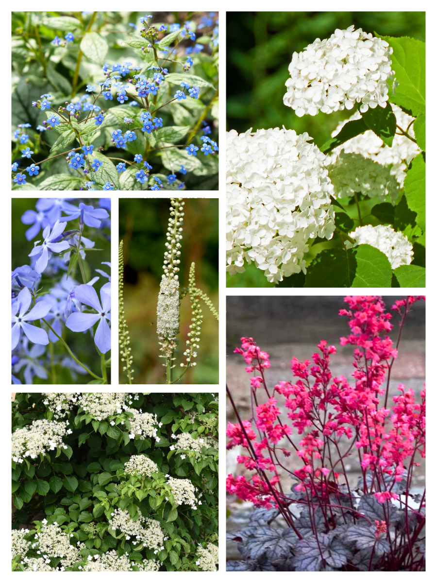 Plant combinations for full shade collage