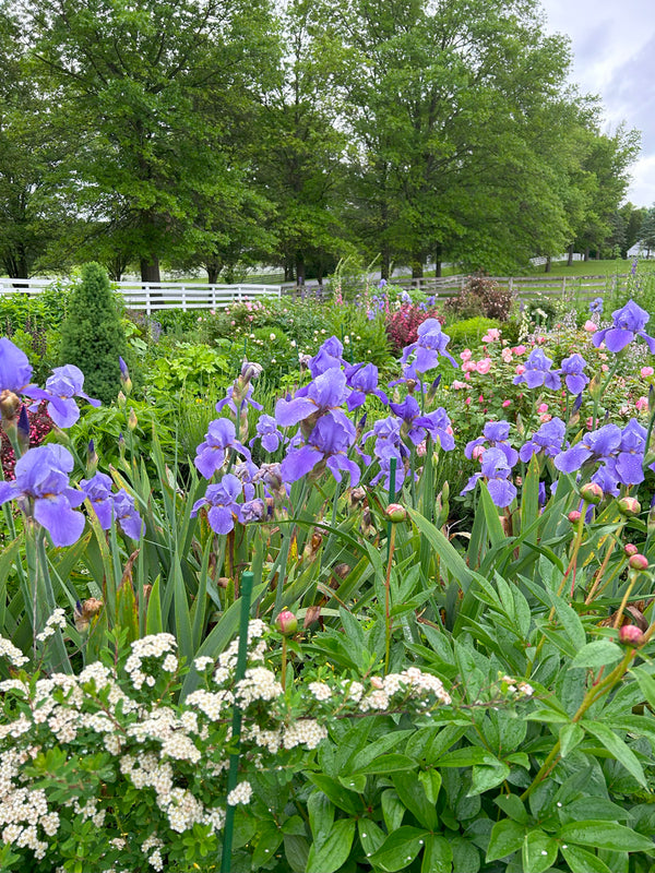 Purple iris and spirea in front of pink roses spring cottage garden