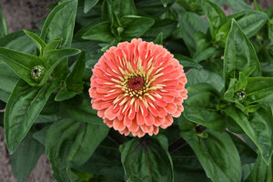 Salmon Queen Zinnia Seeds