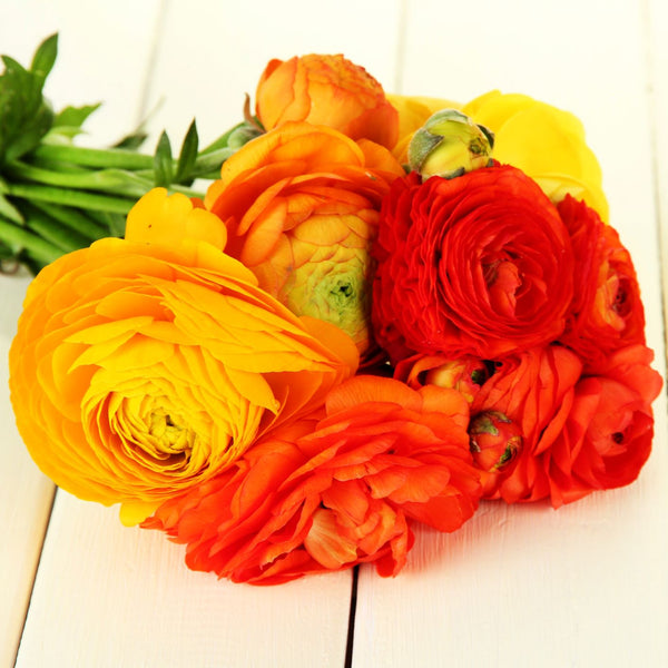 Ranunculus Tecolote® Burning Embers Collection – Red, Orange & Yellow Double Ranunculus Corms