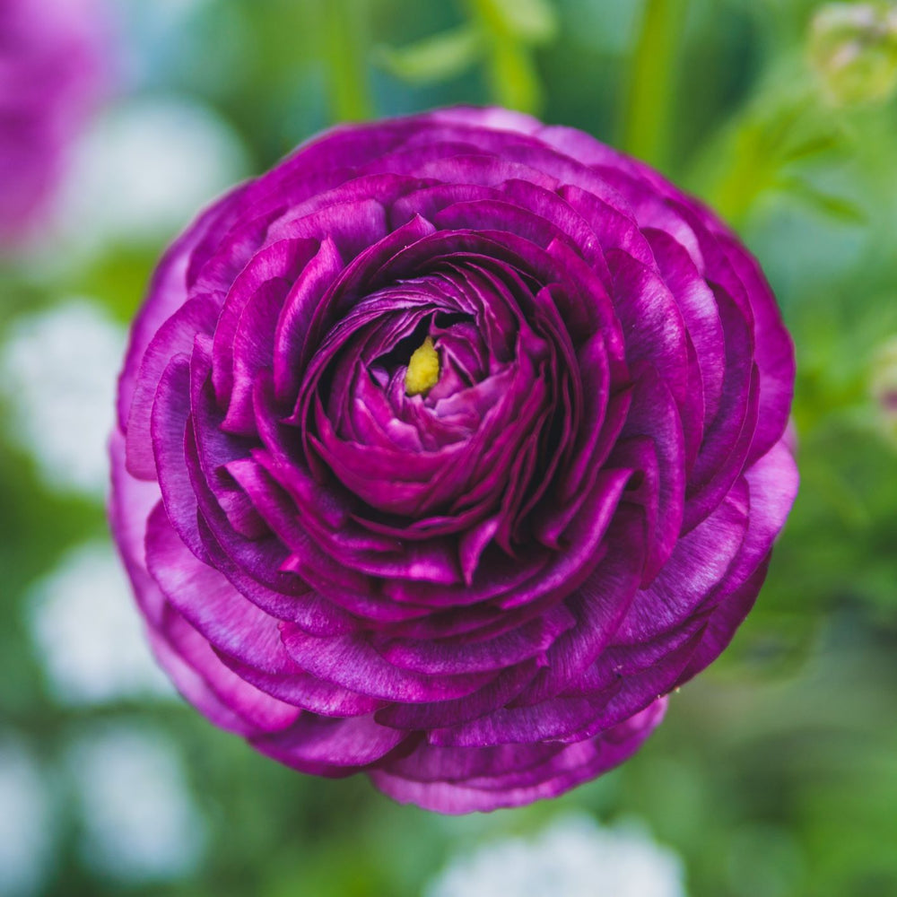 Tecolote Ranunculus Royalty Collection – 20 Purple & White Ranunculus Corms
